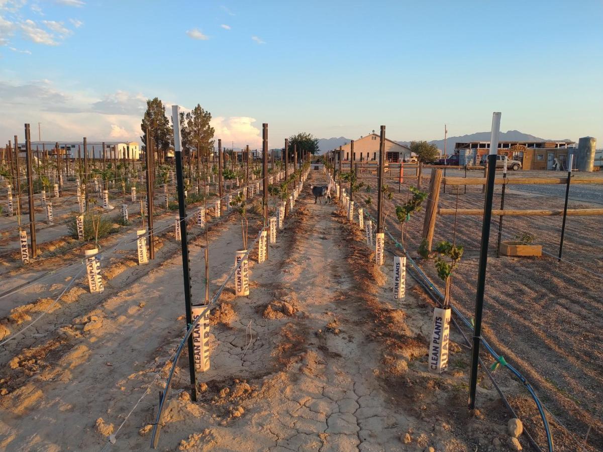 Black Star Ranch Vineyard 패럼프 외부 사진
